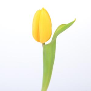 50x Tulipa strong gold en 40cm