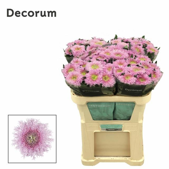 10x Chrysant etrusko 70cm