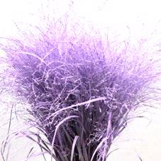 50x Gs panicum milka 80cm