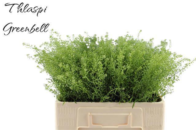 100x Lepid.green bell 50cm