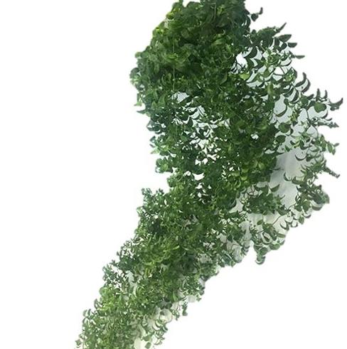 10x Sg smilax garland 80cm