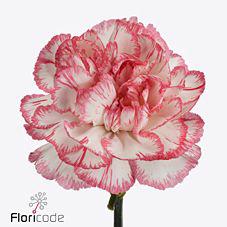 20x Dian.st.bacarat pink 60cm