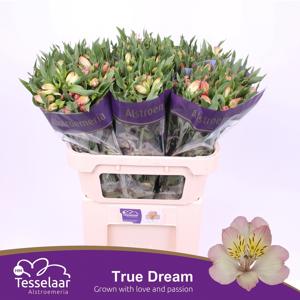 10x Alstroemeria true dream 70cm