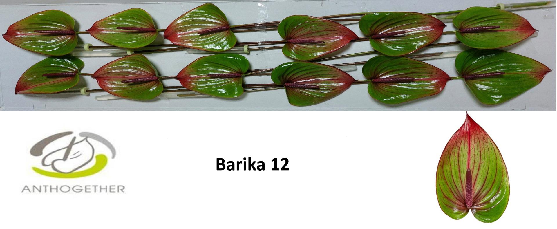 12x Anth.barika 10cm