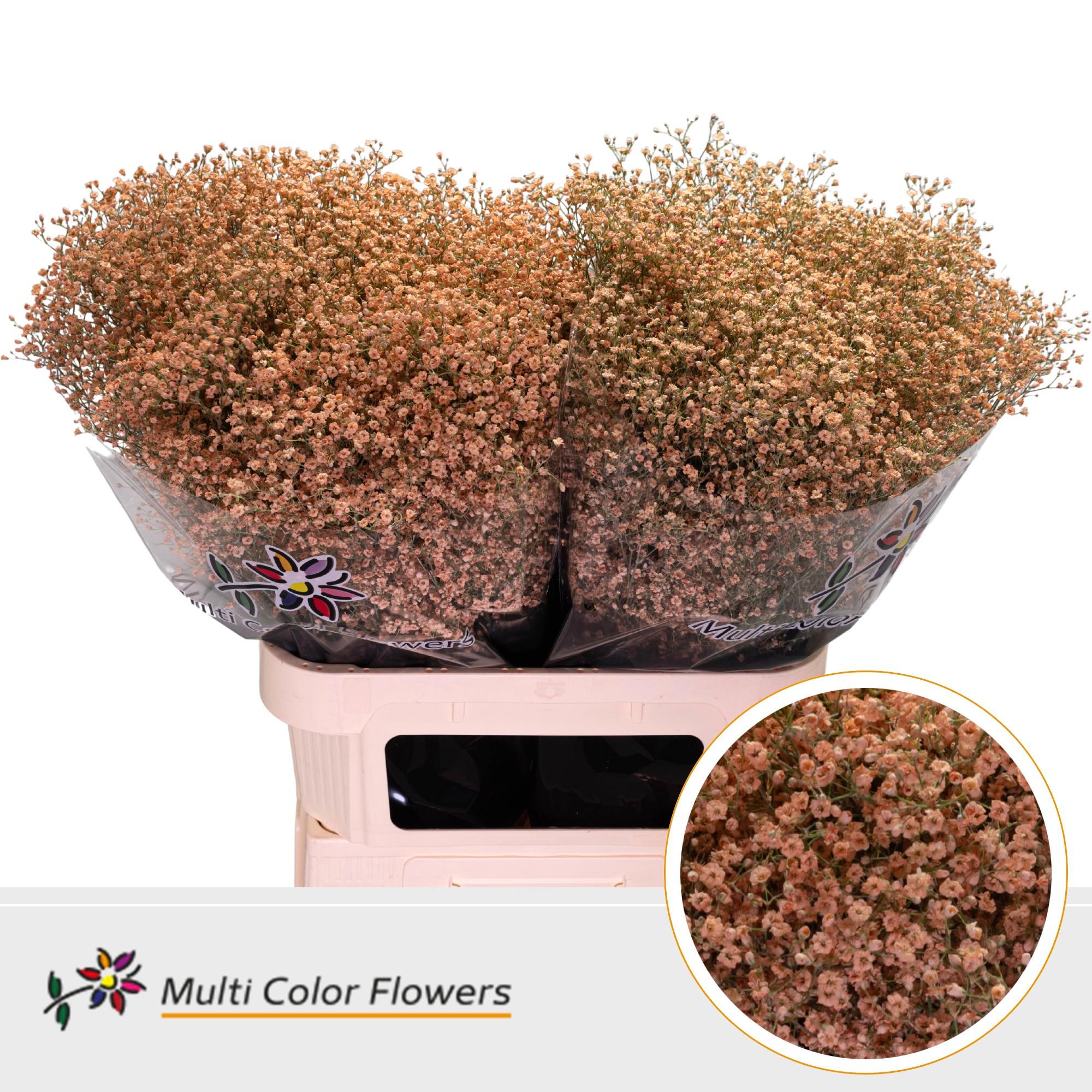 25x Gipskruid m.stars apricot 80cm