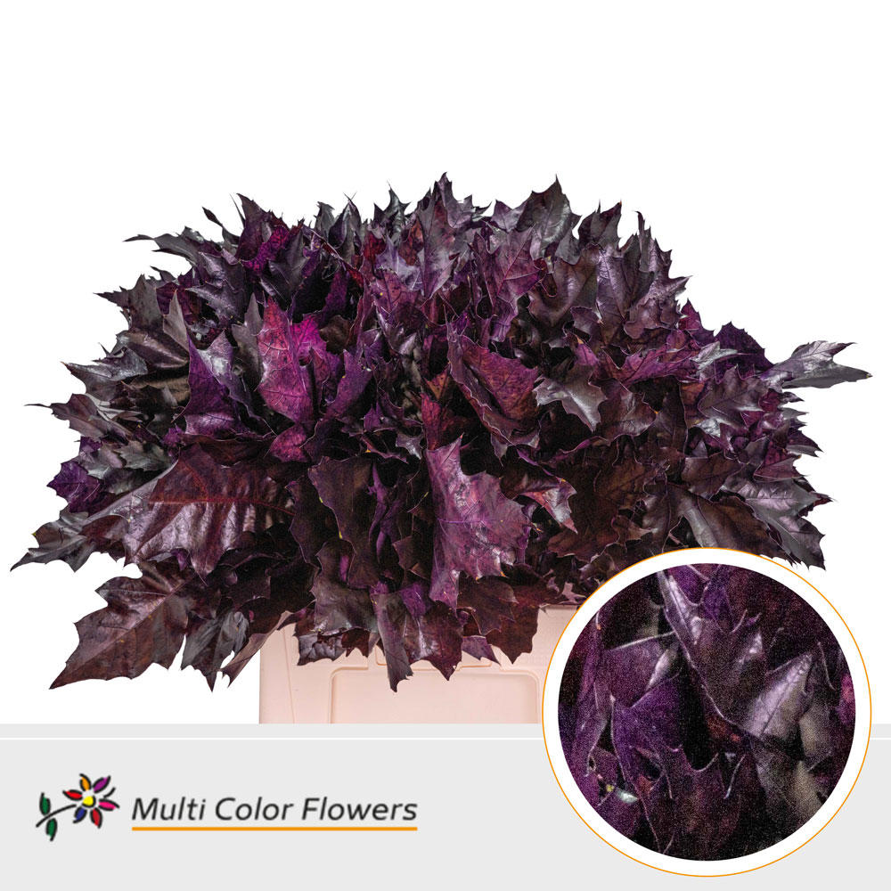 20x Sg quercus aubergine 60cm