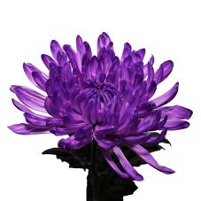 10x Chrysant antonov milka 70cm