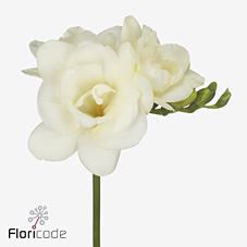 50x Freesia romantic white du 50cm