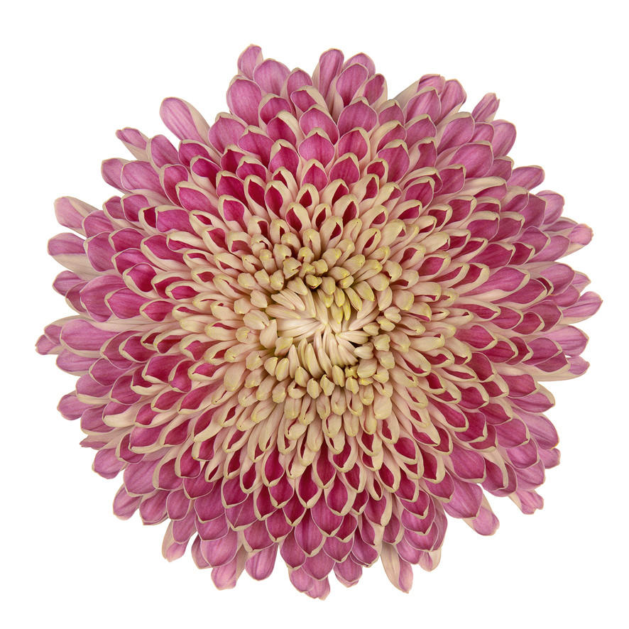 10x Chrysant couture g 70cm