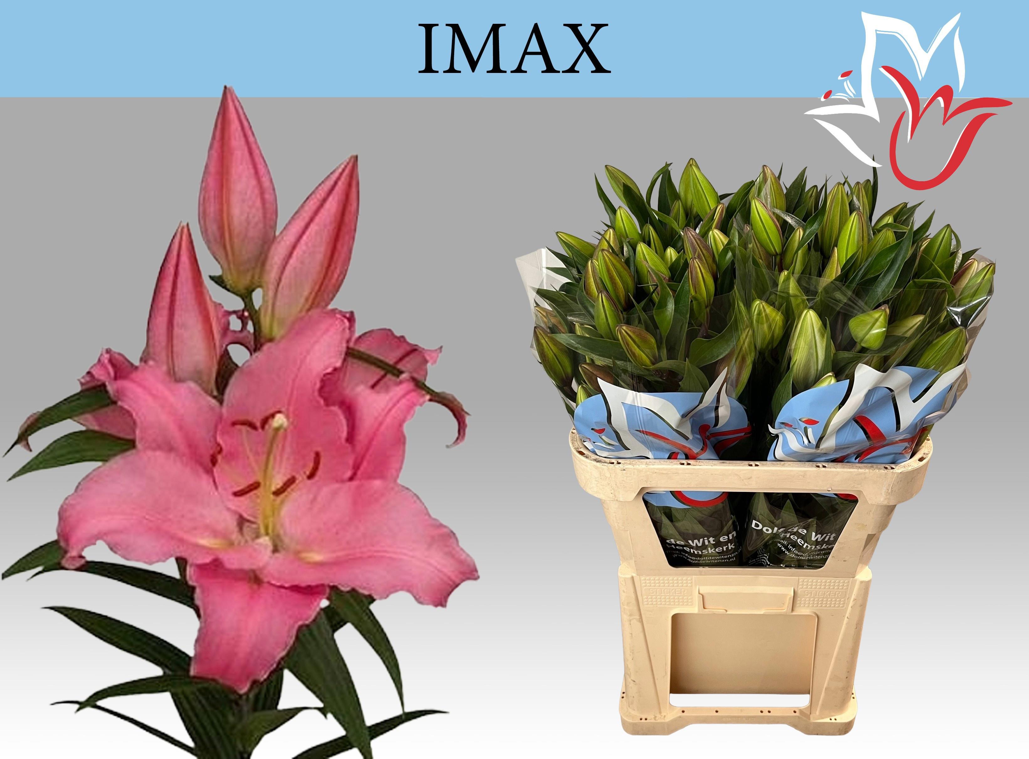 10x Lil.imax 80cm