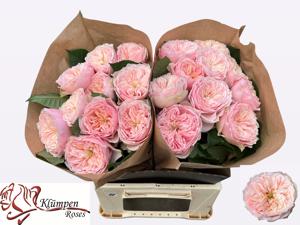 10x Rosa tender love 40cm