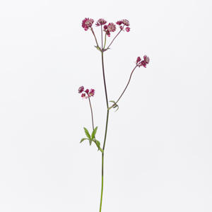 25x Astrantia star of love 60cm
