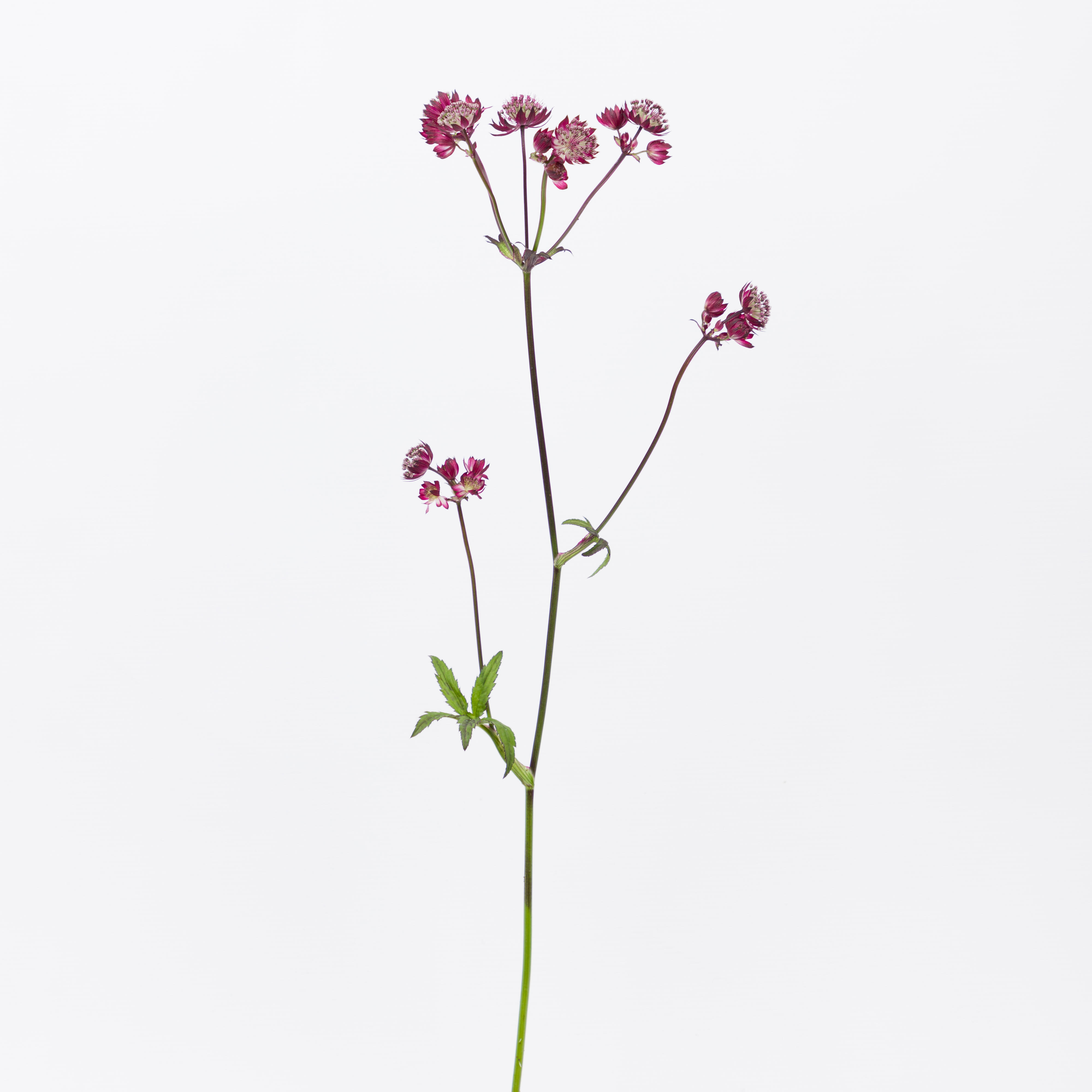 25x Astrantia star of love 60cm