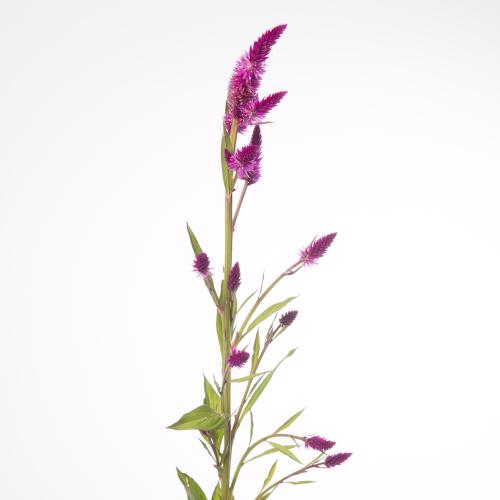 20x Cel.pl.celway purple 70cm
