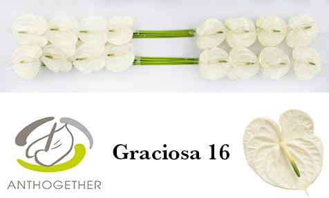 16x Anth.graciosa 10cm