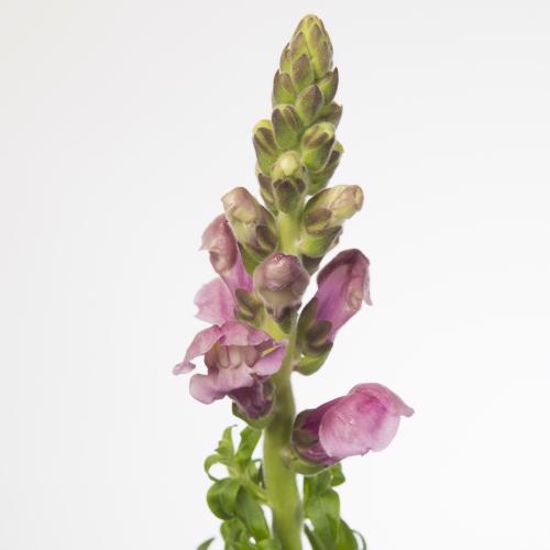 10x Antir.pot.lavender 70cm