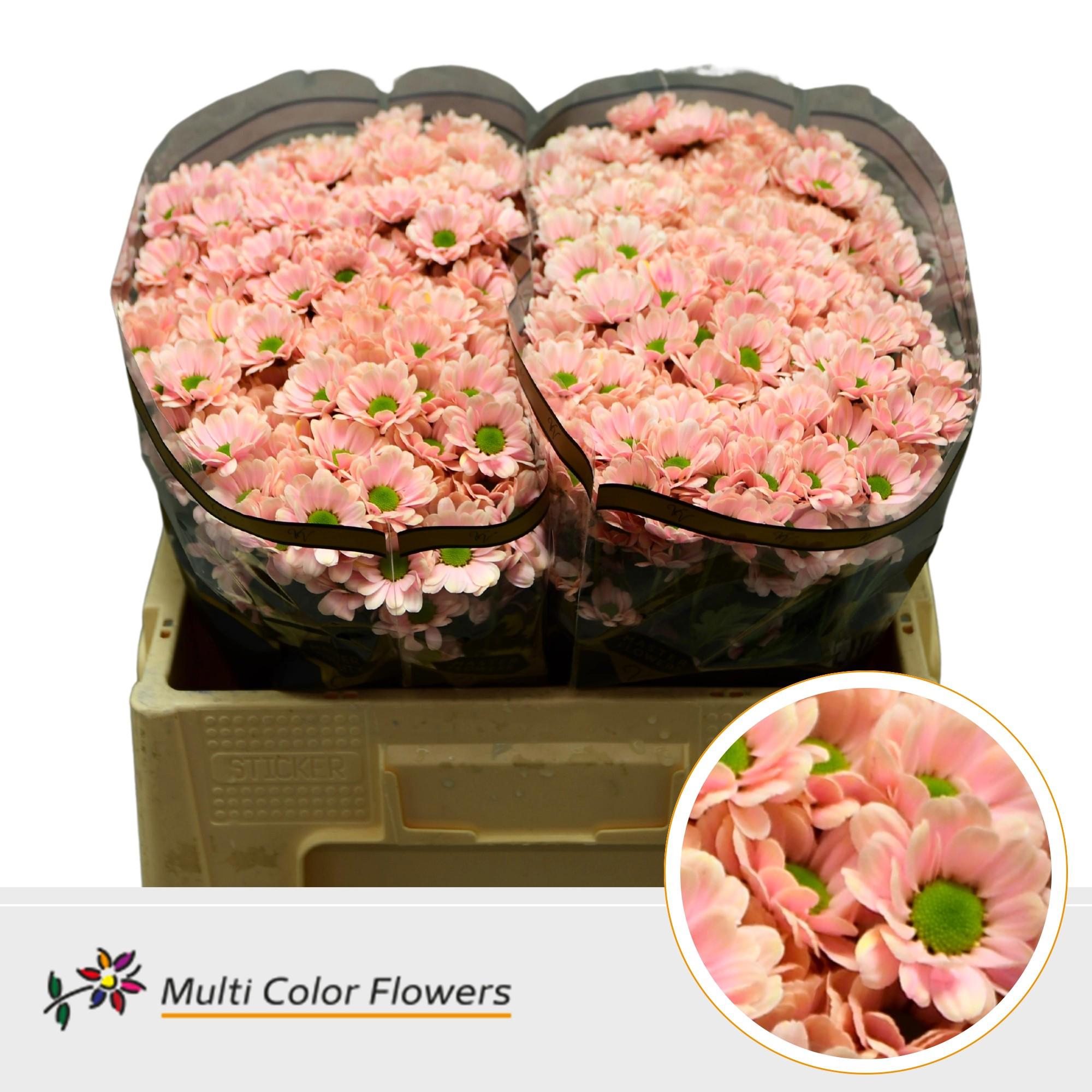 50x Chrysant san. bowie soft peach 50cm