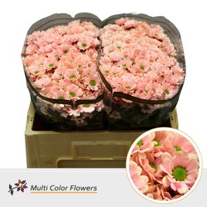 50x Chrysant san. bowie soft peach 50cm