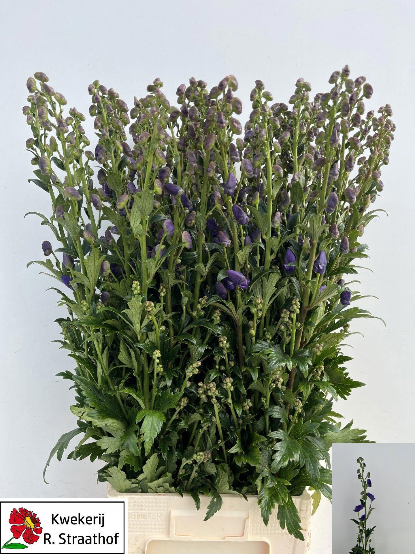 10x Aconitum arendsii 80cm