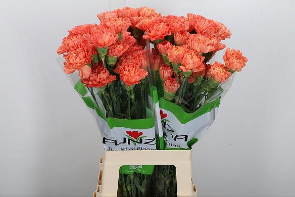 20x Dian.st.hermes orange 70cm