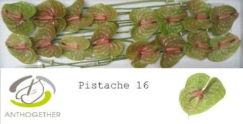 16x Anth.pistache 10cm