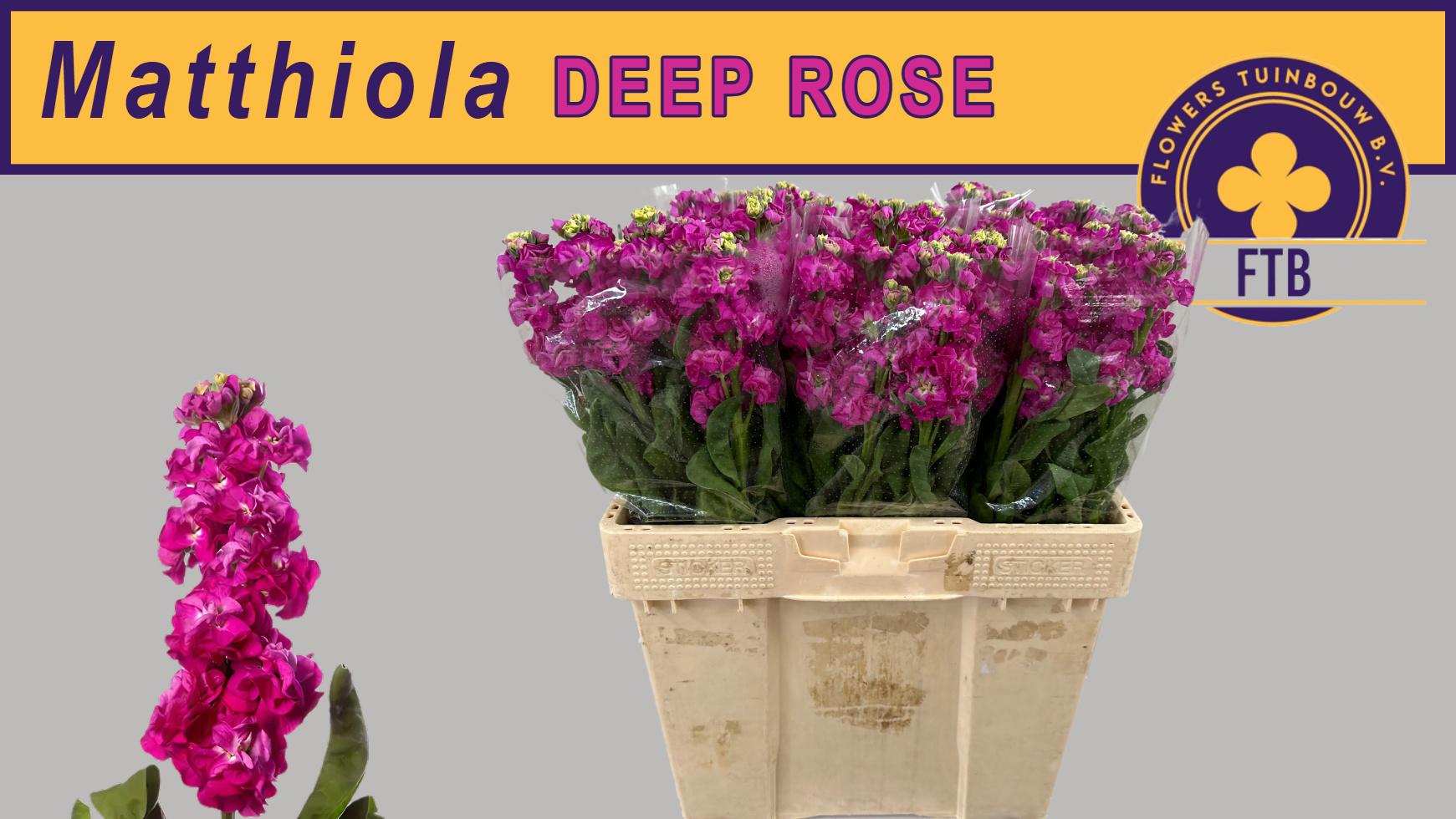 10x Matt.stox deep rose 60cm