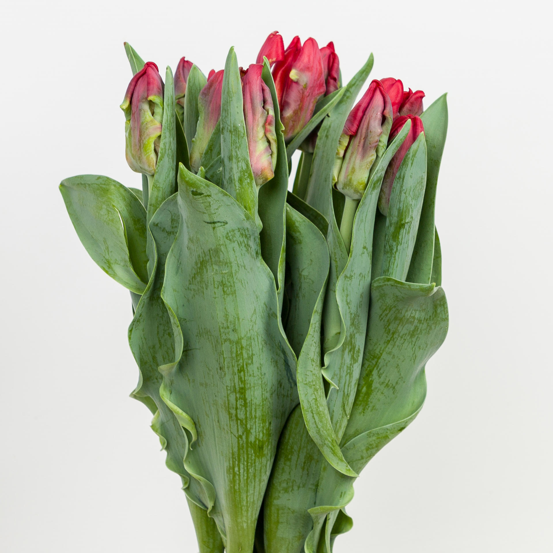 50x Tulipa seadov parrot pa 30cm