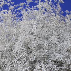 25x Lim. wit 70cm