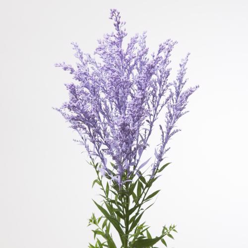 25x Solid.(v) milka 70cm
