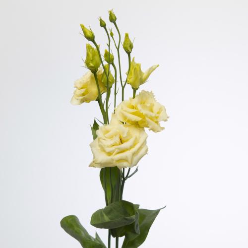 10x Eust.alissa yellow du 70cm