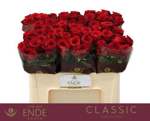 10x Rosa red naomi! 50cm