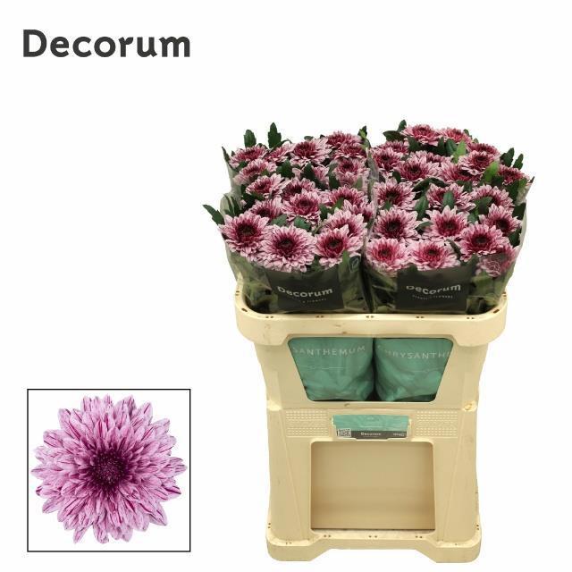 10x Chrysant pip 70cm