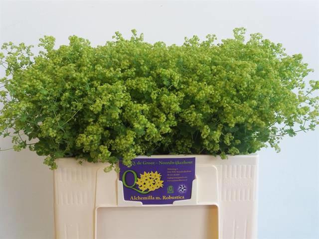 50x Alchemilla mollis robustica 50cm