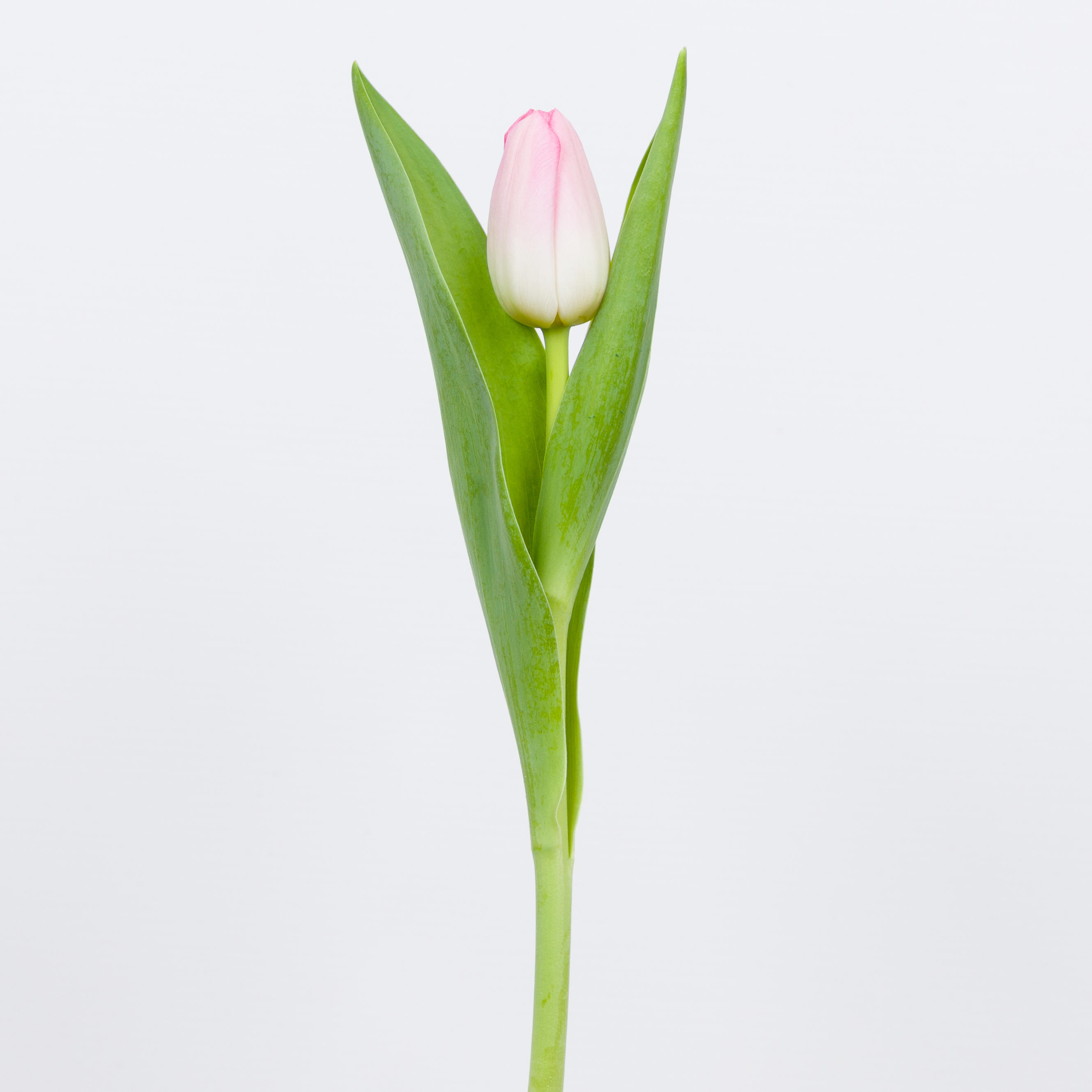 50x Tulipa dynasty en 40cm