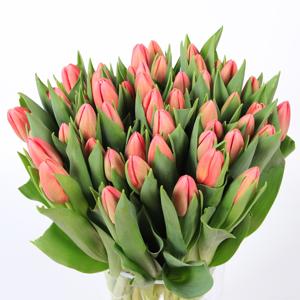 50x Tulipa ace pink en 40cm