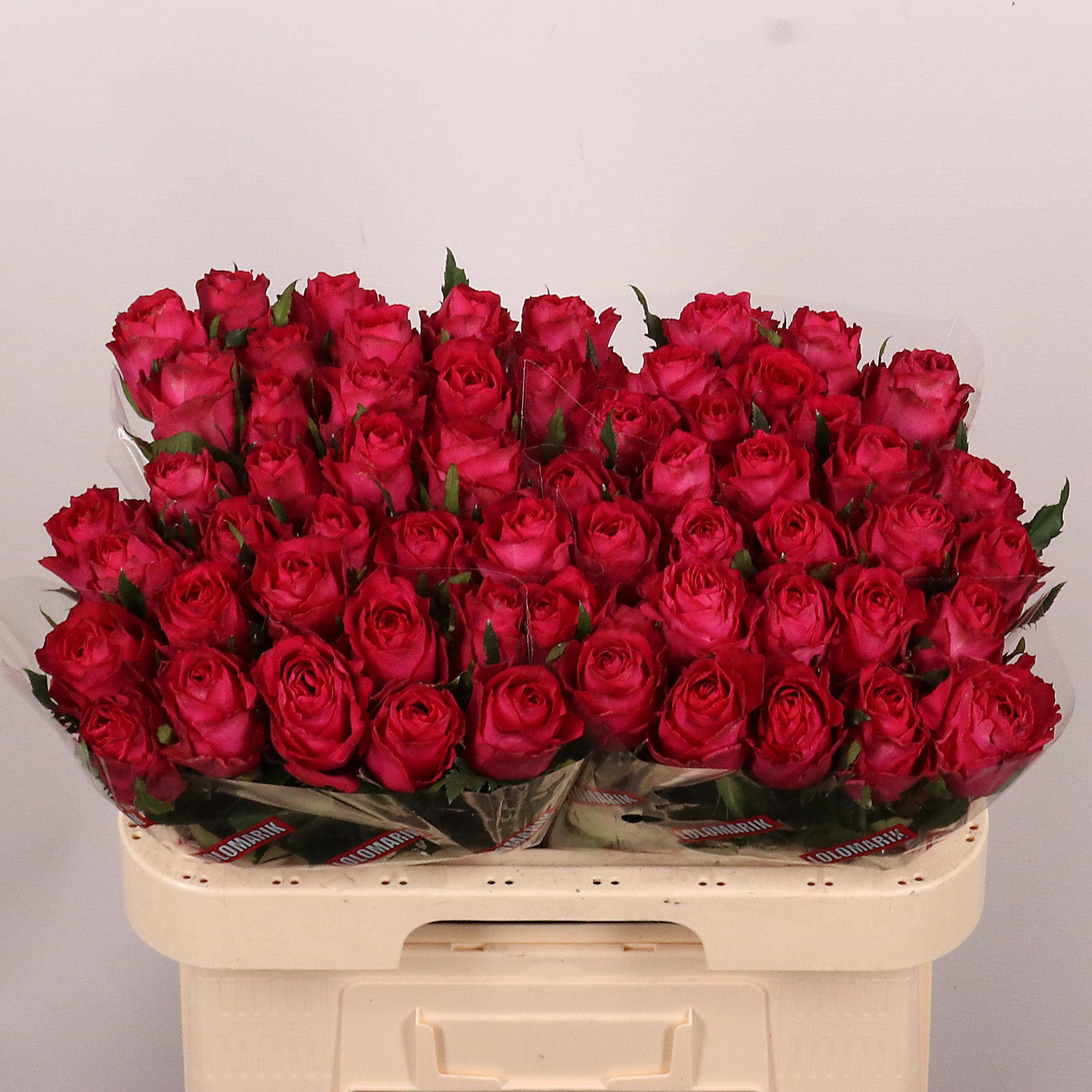 20x Rosa madam cerise 60cm
