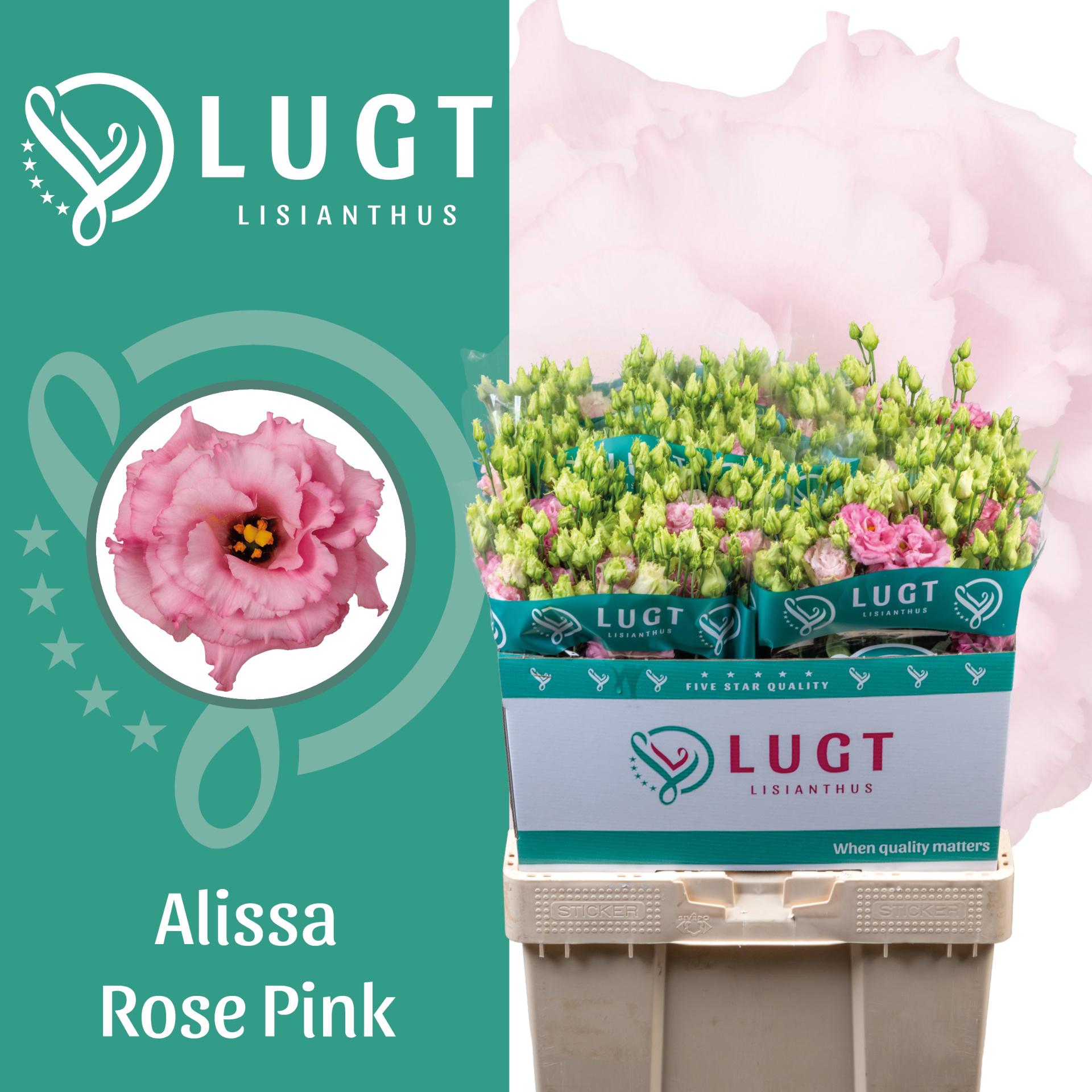 10x Eust.alissa rose pink du 70cm
