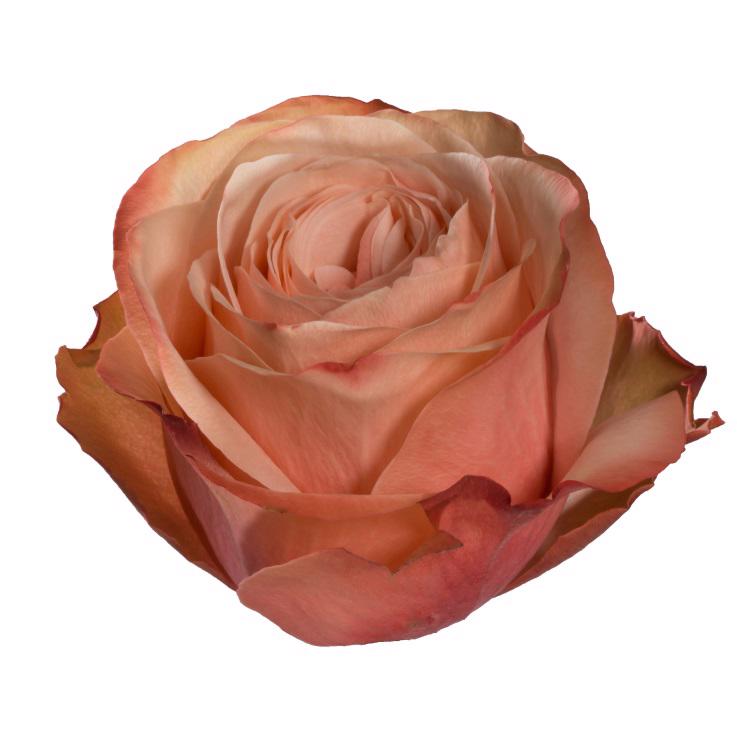 10x Rosa kahala-bb 50cm