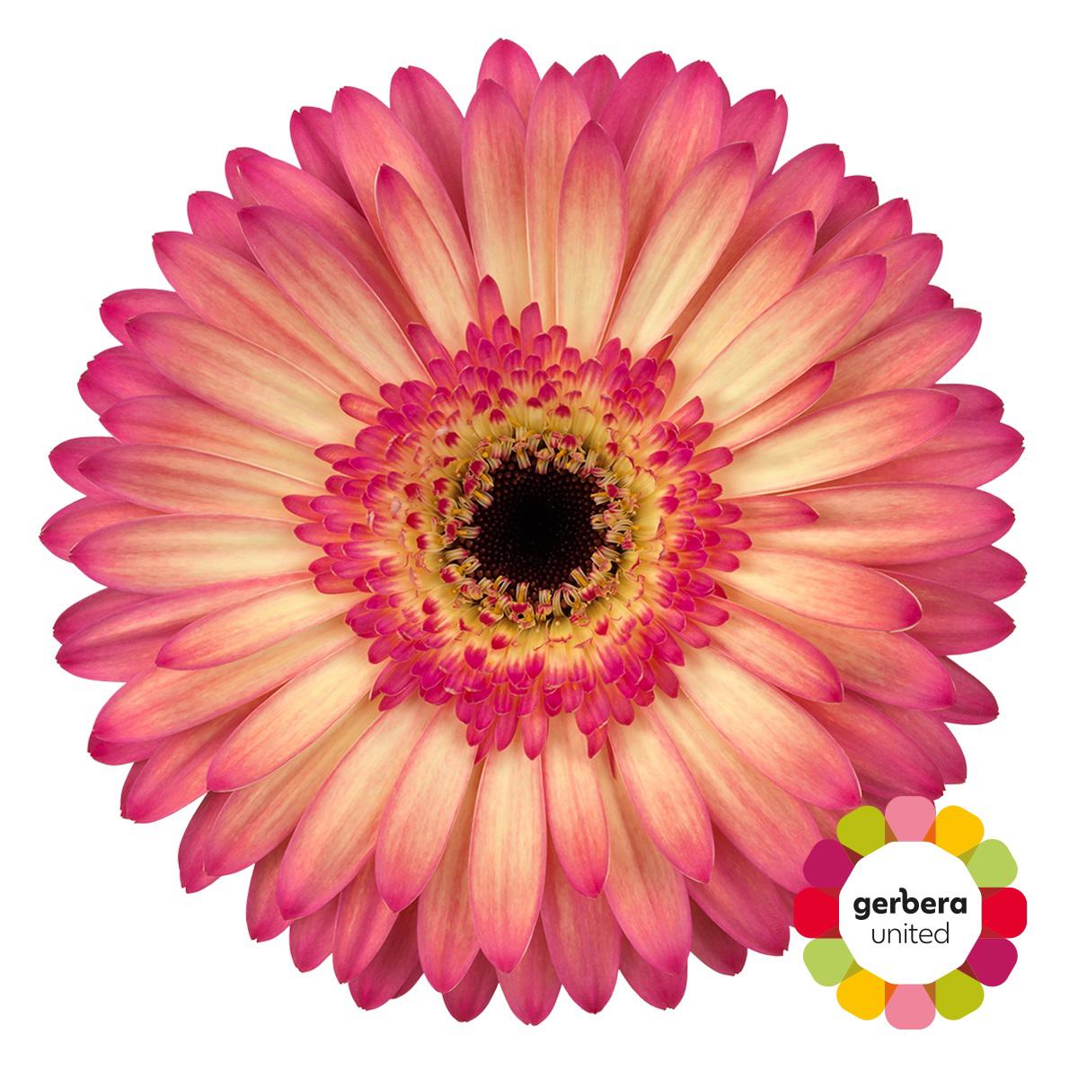 15x Gerb.hippie chic 70cm