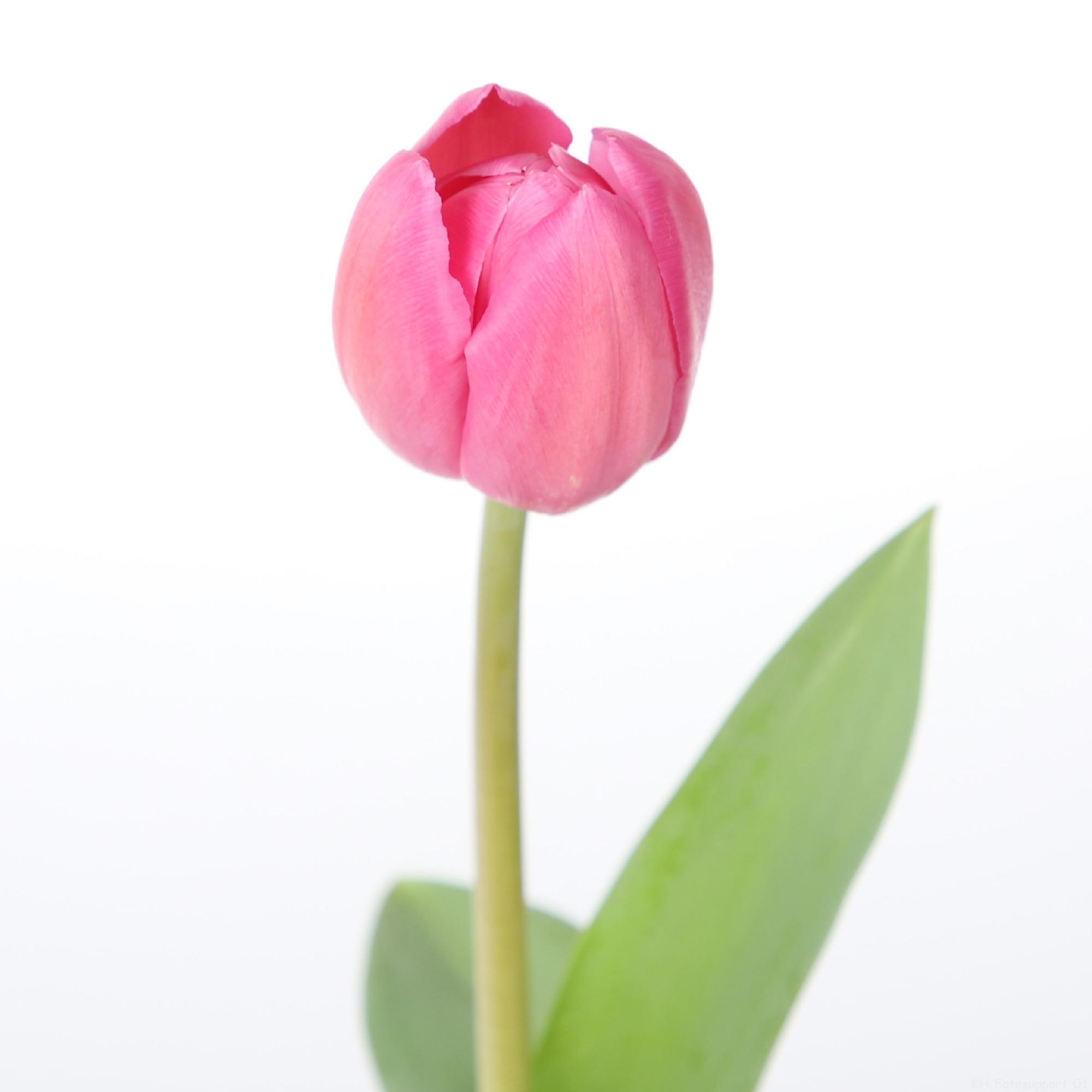 50x Tulipa barcelona en 40cm