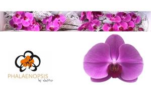 25x Phal.happy valentina