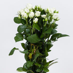 10x Rosa white lady 70cm