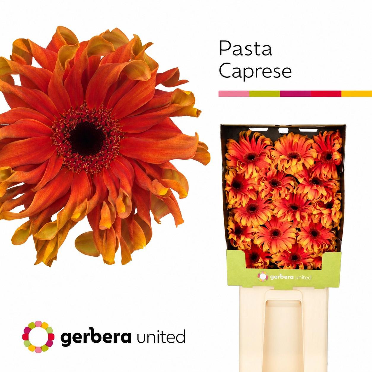 15x Gerb.pasta caprese zh 70cm