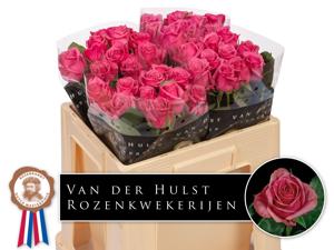 10x Rosa kiss me kate 50cm