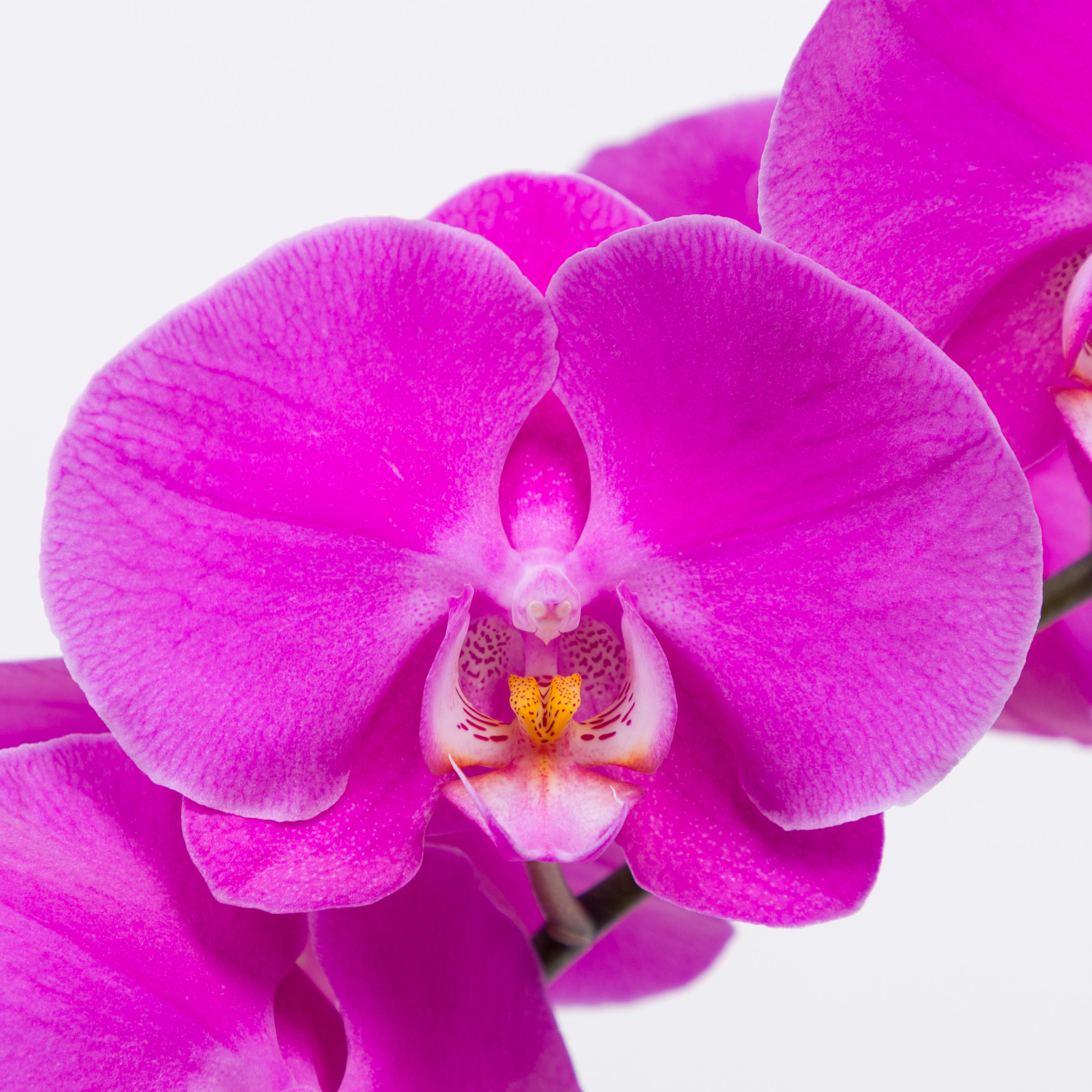 15x Phal.buffalo tak 50cm