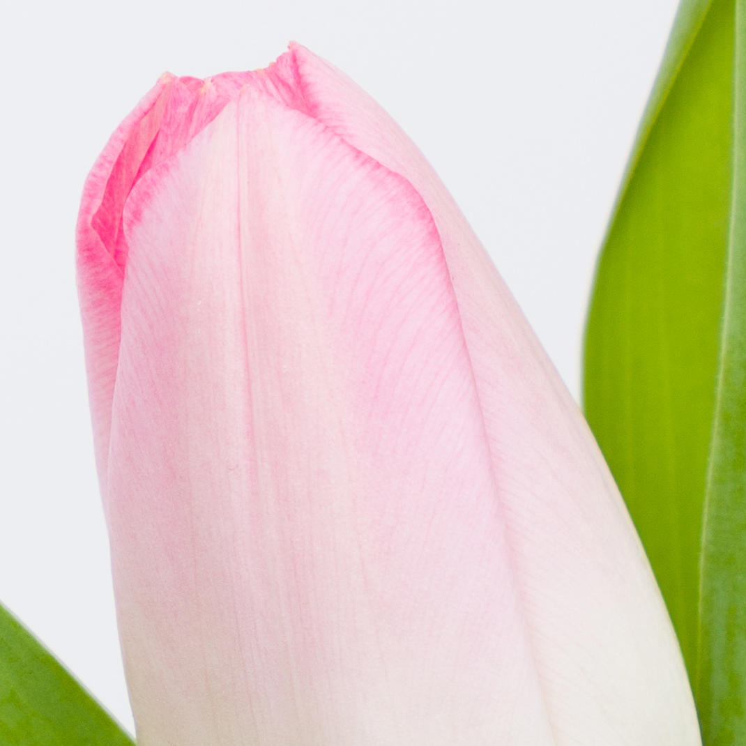 50x Tulipa dynasty en 40cm