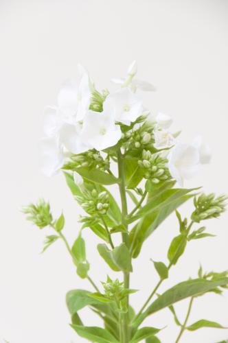 25x Phlox icecap 60cm
