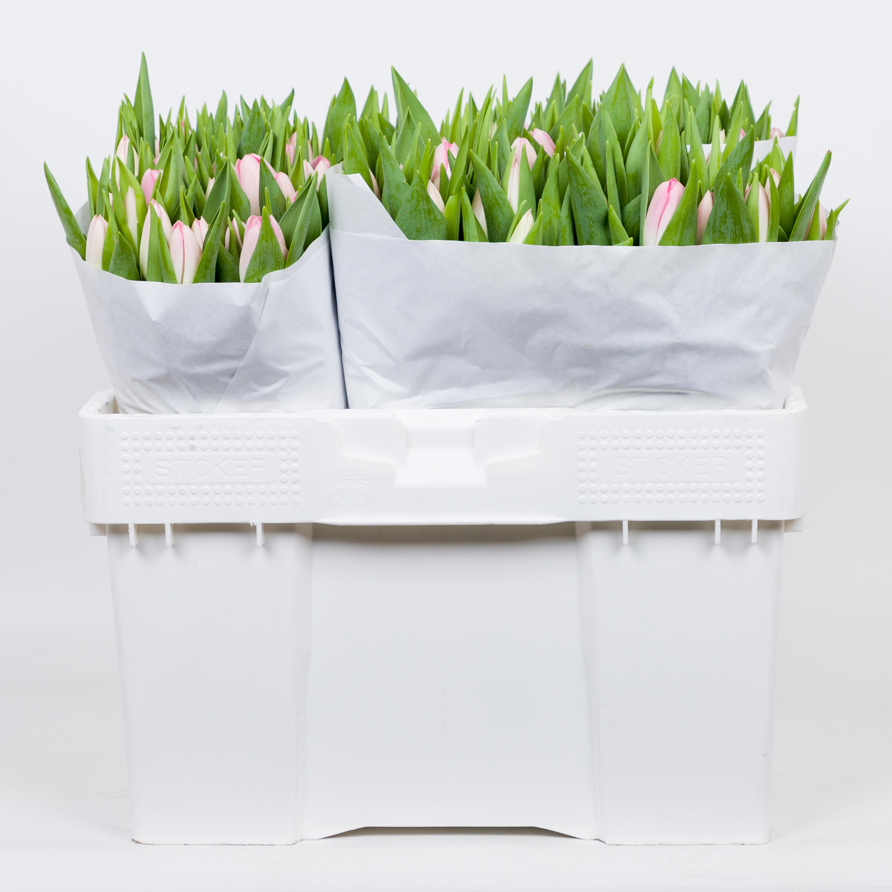 50x Tulipa dynasty en 40cm