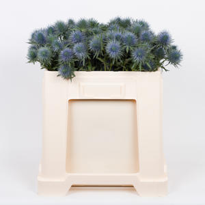 10x Eryngium magnetar questar 50cm
