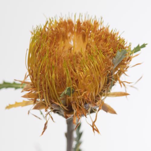 10x Banksia dryandra 40cm